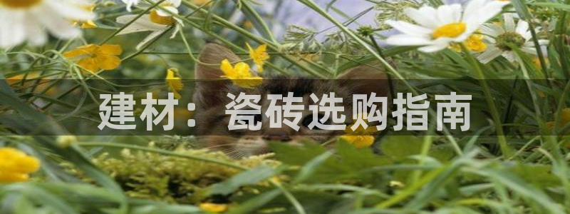 杏鑫平台代理注册流程及费用