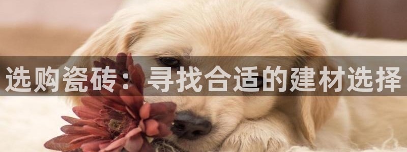 杏鑫平台代理注册多少钱一年