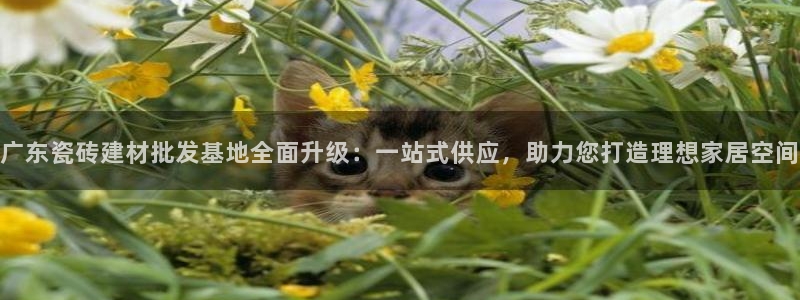 杏鑫平台代理注册流程图